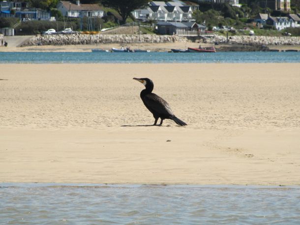 Great Cormorant on the beach