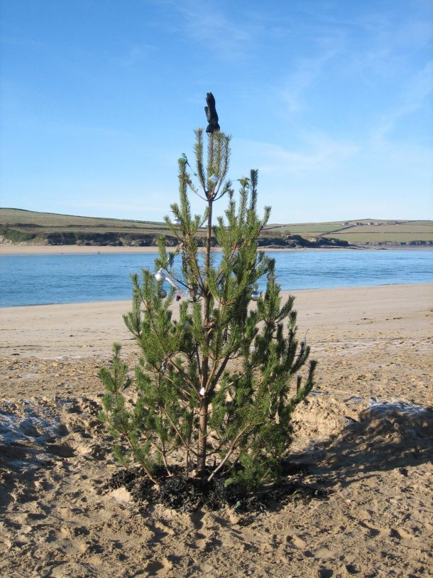 Christmas tree on the estuary beach