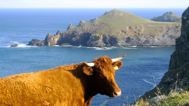 A grazing cow with a view