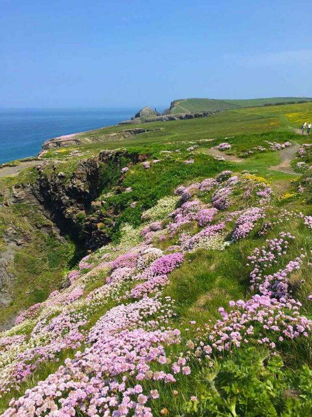 Local headland covered with heather